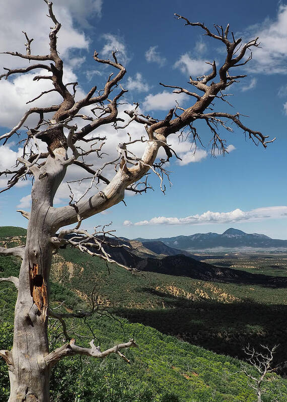 Mesa Verde Art Print featuring the photograph Mesa Verde by Jim Hill