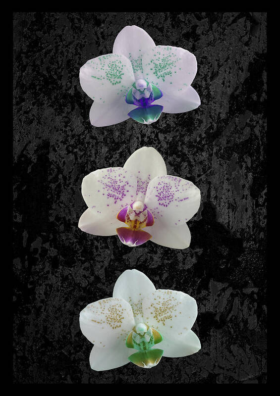 Orchid Art Print featuring the photograph Orchid Trio by Hazy Apple