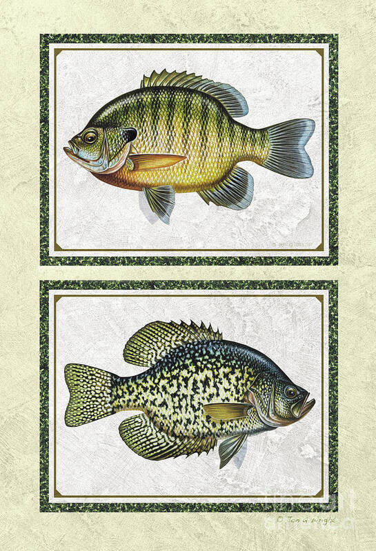 Jon Q Wright Crappie Bluegill Sunfish Id Fishing Fish Poster Print Lake Art Print featuring the painting Panfish ID by Jon Q Wright