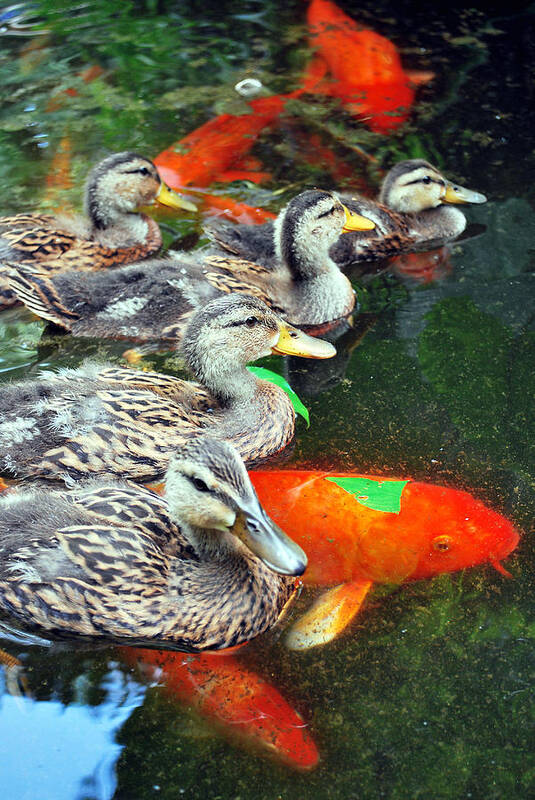 Ducks Art Print featuring the photograph Party In the Water by Amanda Vouglas