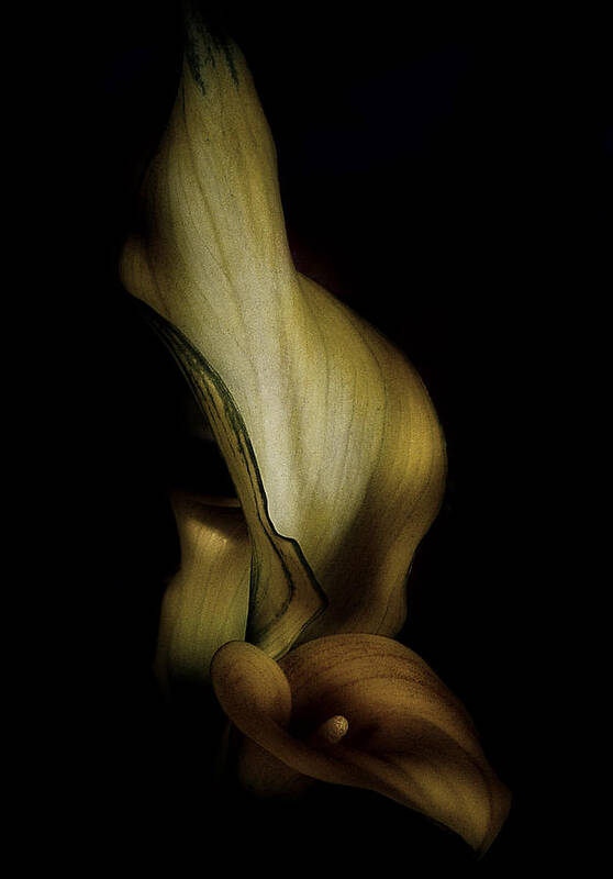 Calla Lily Art Print featuring the photograph Vintage Calla Lily by Richard Cummings