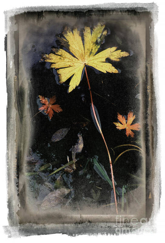 Landscape Art Print featuring the photograph Yellow Leaf by Craig J Satterlee