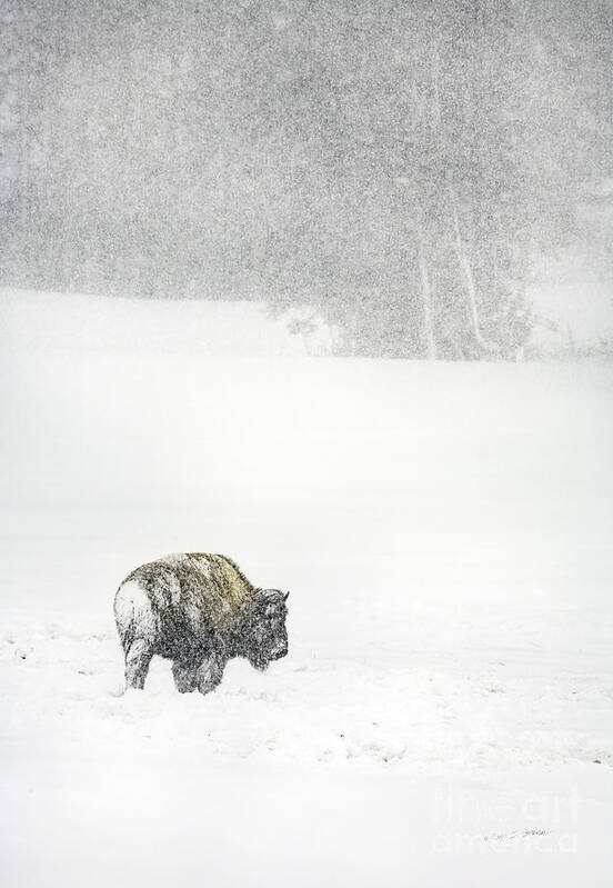 Landscape Art Print featuring the photograph Yellowstone Buffalo in Winter by Craig J Satterlee
