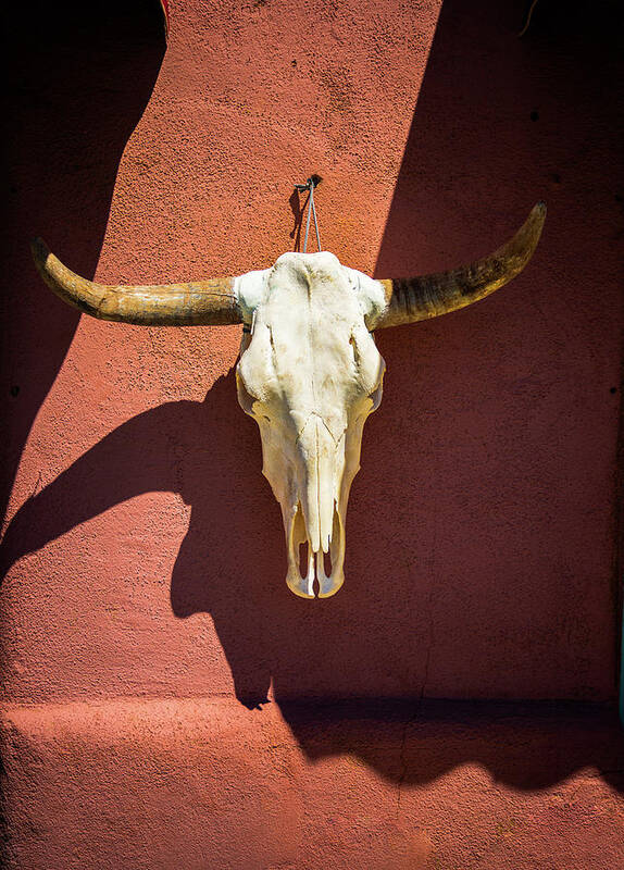 New Mexico Art Print featuring the photograph Cow Skull by Tim Stanley