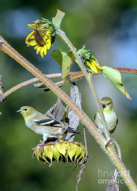 Kmaphoto Art Print featuring the photograph Sunflower Goldfinches by Kristine Anderson