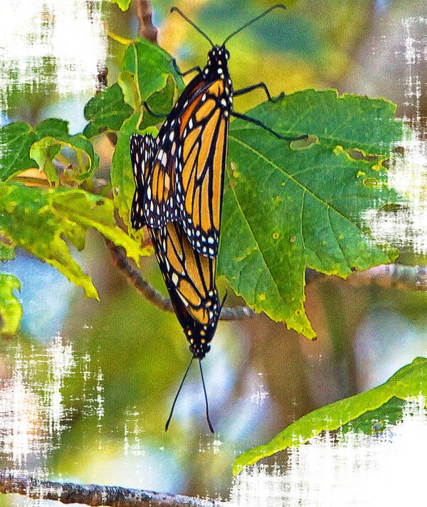 Beautiful Art Print featuring the photograph Monarch Butterflies Coupled In Their Mating Ritual by Constantine Gregory