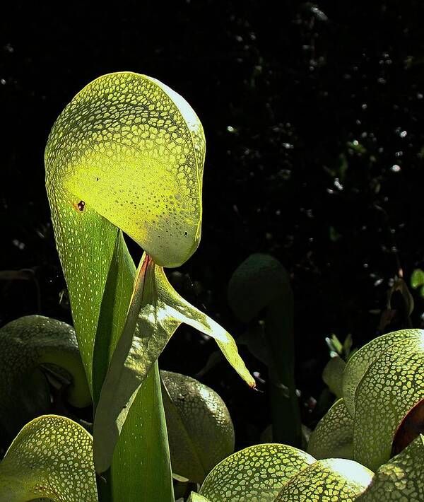 Darlingtonia Californica Art Print featuring the photograph Cobra Lily #1 by Nick Kloepping