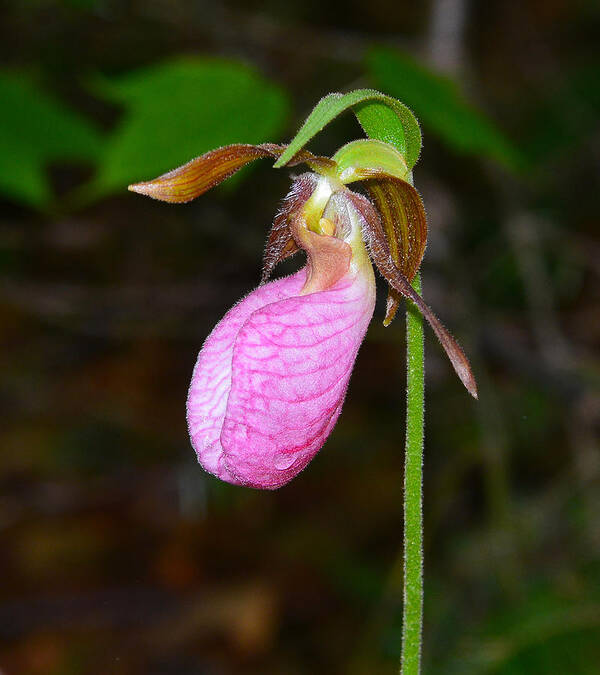 Pink Lady's Slipper Art Print featuring the photograph Pink Lady's Slipper #1 by Ken Stampfer