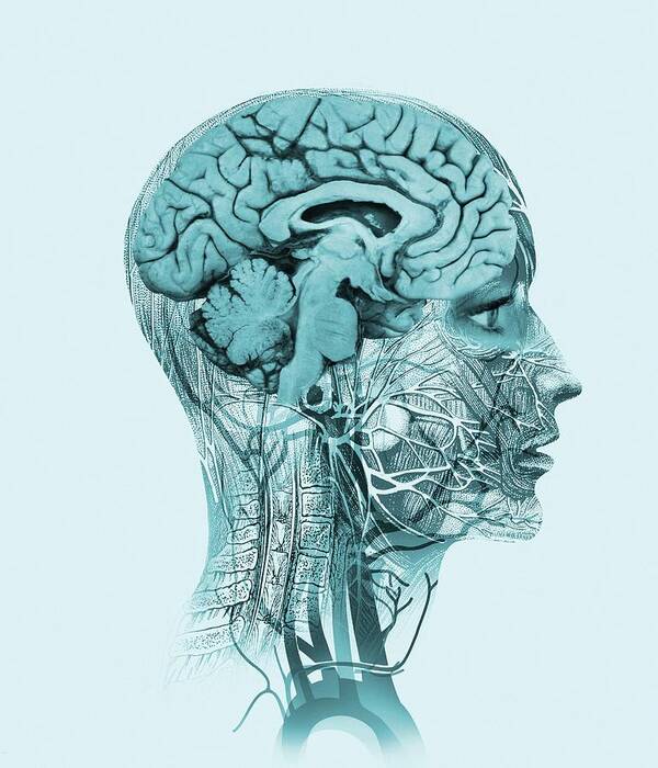 People Person Persons Art Print featuring the photograph Brain Anatomy #2 by Mehau Kulyk/science Photo Library