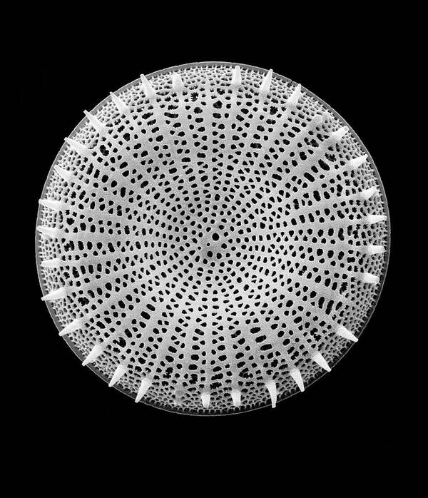 23316c Art Print featuring the photograph Centric Fossil Diatom Frustule #3 by Dennis Kunkel Microscopy/science Photo Library