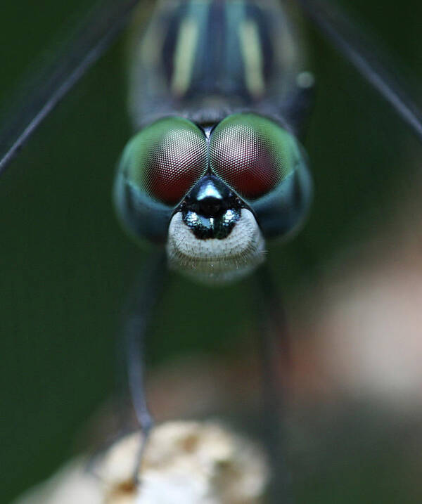 Insect Art Print featuring the photograph All Eyes by Photo By Wayne Bierbaum; Annapolis, Maryland