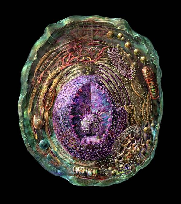 Anatomical Art Print featuring the photograph Animal Cell by Russell Kightley/science Photo Library