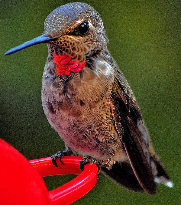 Hummingbird Art Print featuring the photograph Anna's With Red Necklace by Jay Milo