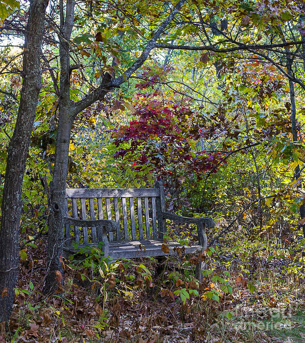 Arboretum Art Print featuring the photograph Arboretum bench by Steven Ralser