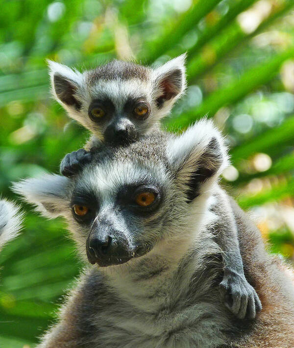 Ring-tailed Lemur Art Print featuring the photograph Baby Lemur Views The World by Margaret Saheed