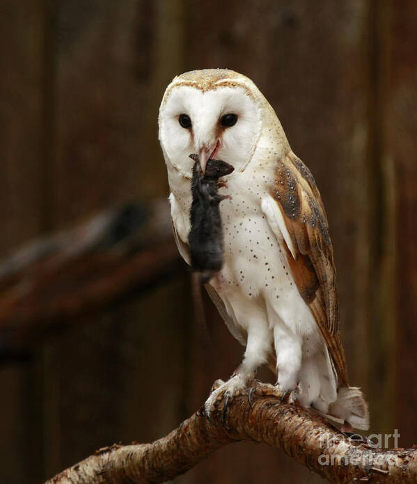 Barn Art Print featuring the photograph Barn Owl with Catch of the Day by Inspired Nature Photography Fine Art Photography
