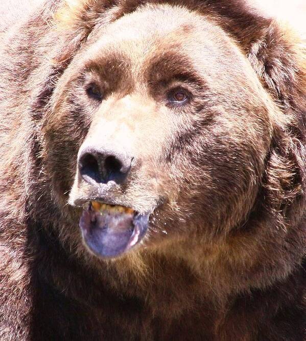 Grizzly Art Print featuring the photograph Bearing My Teeth by Shane Bechler