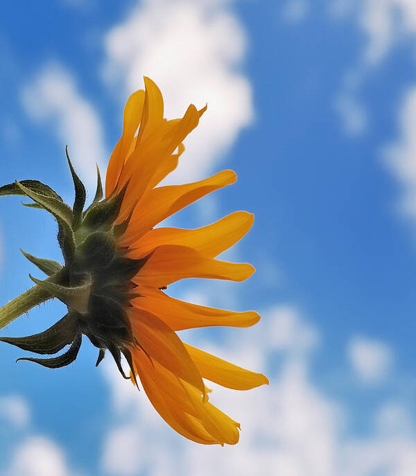 Flowers Art Print featuring the photograph Beautiful Day by Steven Milner