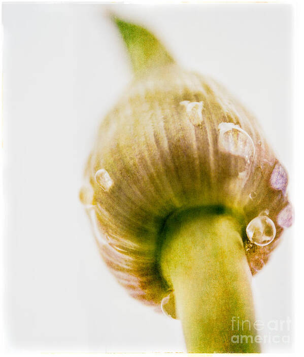 Fresh Art Print featuring the photograph Botanicals Buds by Lenny Carter