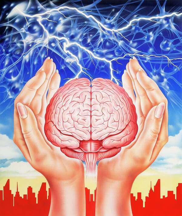 Organ Art Print featuring the photograph Brain Protection by John Bavosi