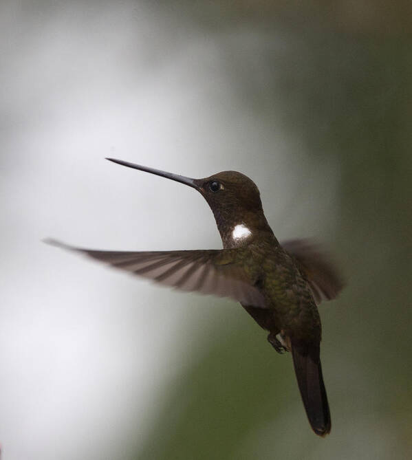 Brown Inca; Inca; Brown; Hummingbird; Coeligena Wilsoni; Hovering; Flight; Flying; Western Andes; Colombia; Andes; Bird; Animal; Wildlife; Nature; Photo; Photography; Action; Movement; Art Print featuring the photograph Brown Inca hummingbird by Tony Mills