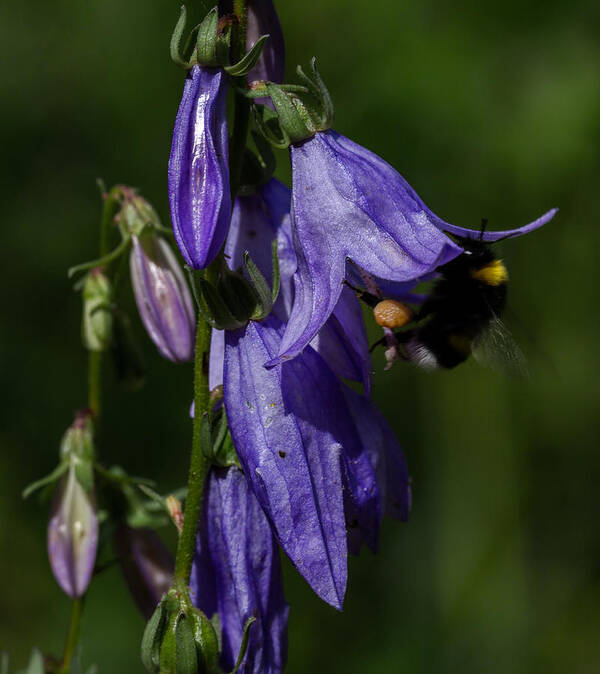 Bumblbee Art Print featuring the photograph Bumblbee At Work by Leif Sohlman