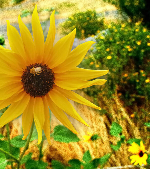 Sunflowers Art Print featuring the photograph Busy Visitor by Steven Milner