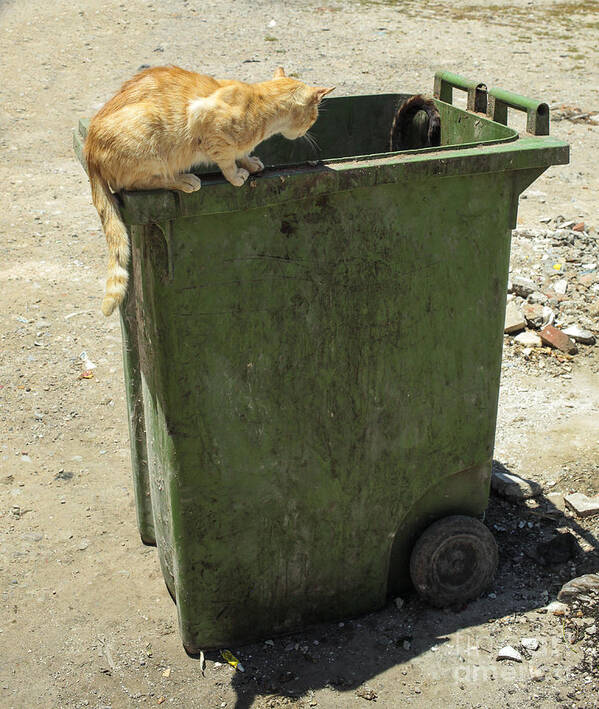 Cat Art Print featuring the photograph Cats on and in garbage container by Patricia Hofmeester