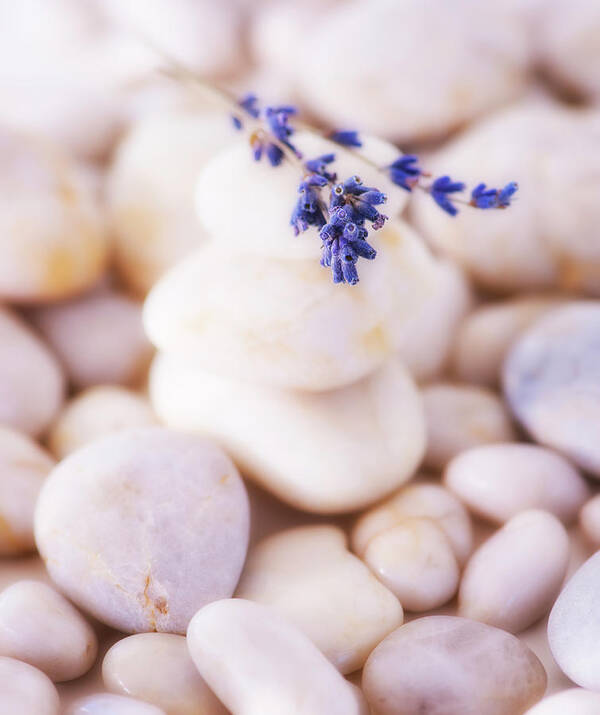 Spa Art Print featuring the photograph Close Up Of Lavender On Pebble Stones by Daniel Grill