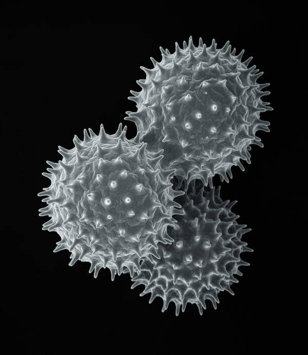00780197 Art Print featuring the photograph Common Morning Glory Pollen SEM by Albert Lleal
