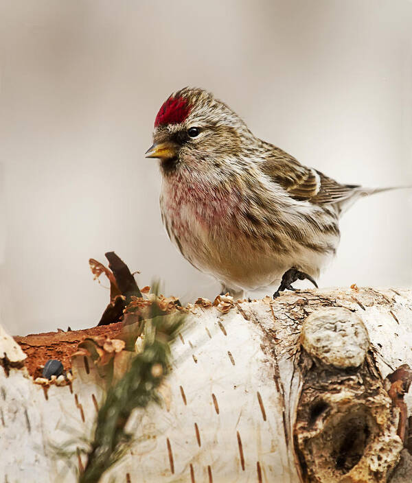 Common Redpoll Art Print featuring the photograph Common Redpoll by John Vose