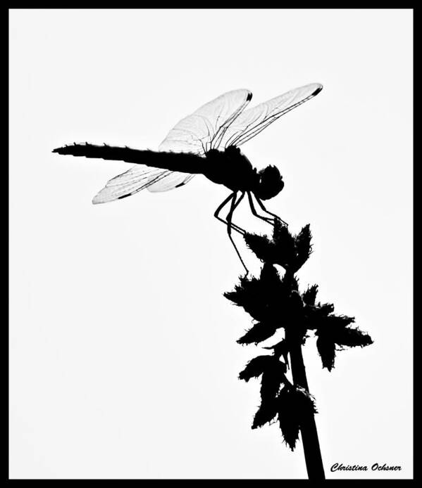 Dragonfly Silhouette Art Print featuring the photograph Dragonfly Silhouette by Christina Ochsner
