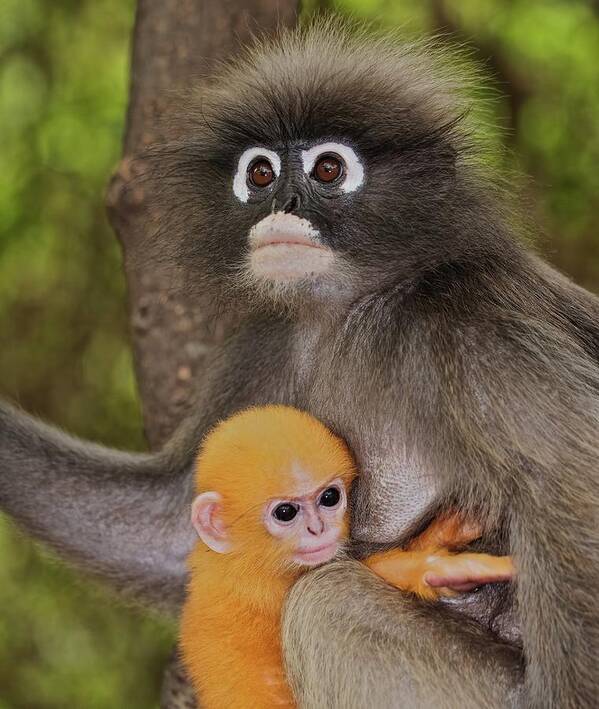 Care Art Print featuring the photograph Dusky Langur And Infant by Troup Dresser