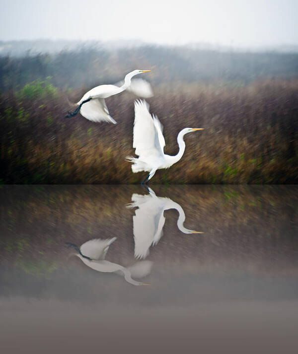 Egrets Art Print featuring the photograph Egrets in the Fog by John Collins