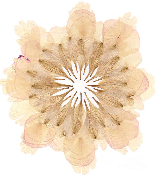 Flower Art Print featuring the mixed media Flower Mandala 2 by Michelle Bien