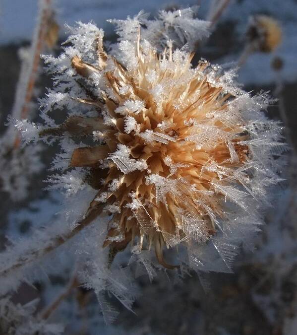 Scenic Art Print featuring the photograph Frozen Fog by Kae Cheatham