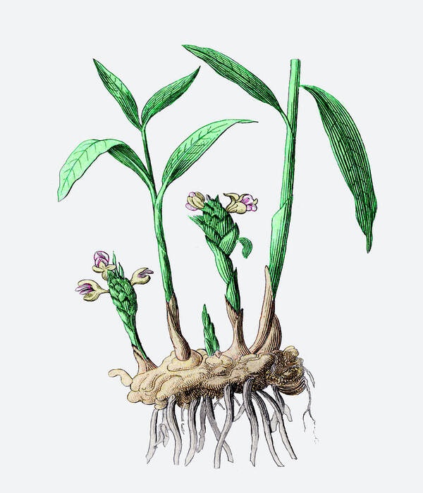 Ginger Art Print featuring the photograph Ginger Plant by Sheila Terry/science Photo Library