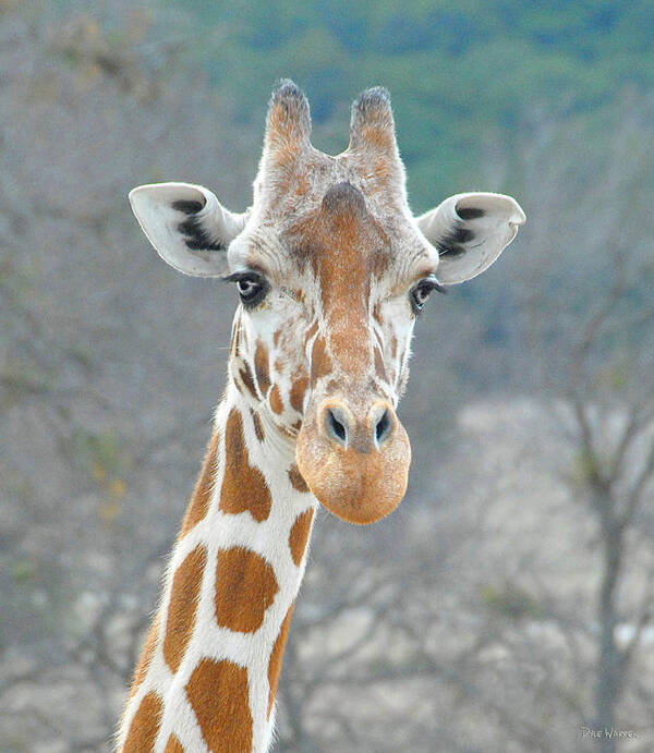 Giraffe Art Print featuring the photograph Here's Lookin' at You by Dyle  Warren