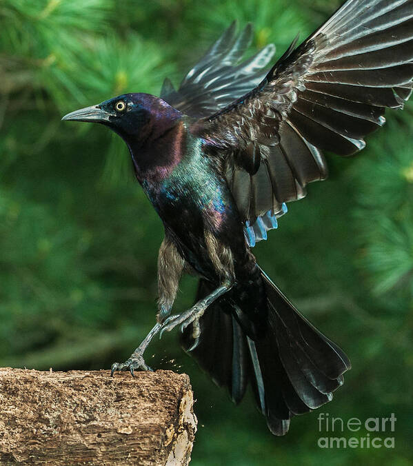 70-200 Art Print featuring the photograph Incoming Grackle by Jim Moore