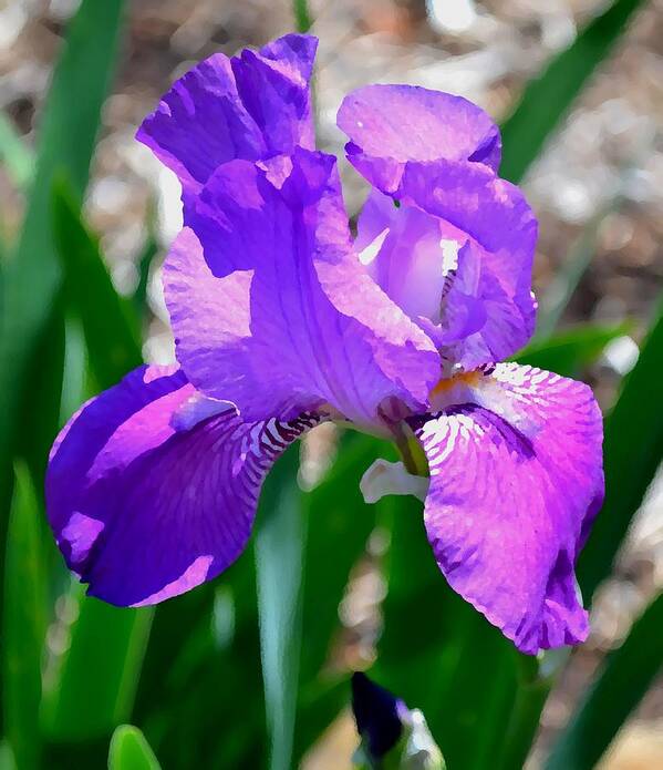 Flower Art Print featuring the photograph Iris This Close by Deena Stoddard