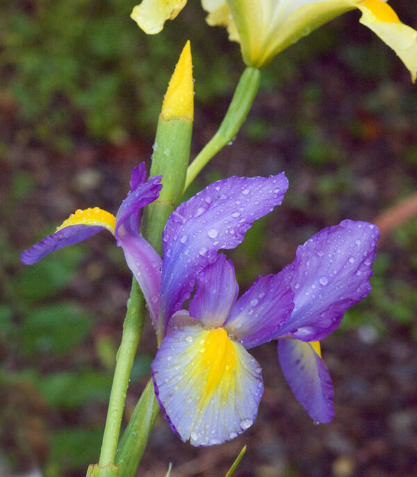Flowers Art Print featuring the photograph Iris with Raindrops by Mark Egerton