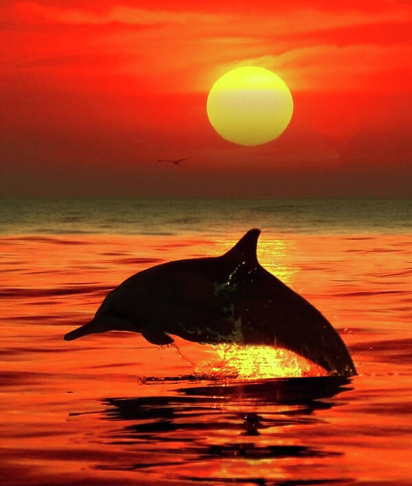 Scenics Art Print featuring the photograph Jumping Dolphin, Bali by Photo By Prasit Chansareekorn