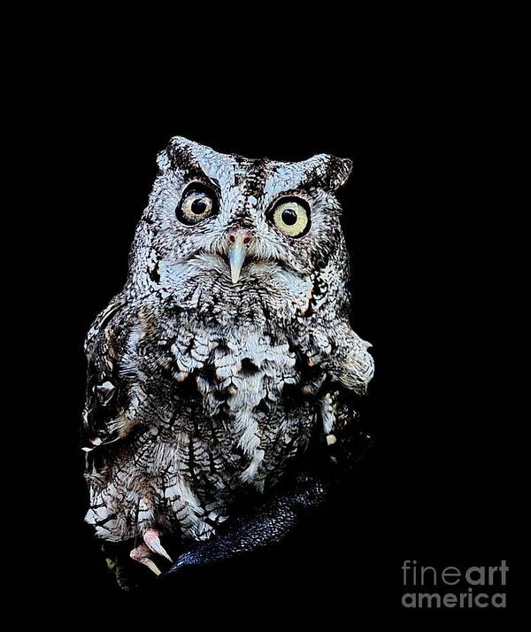 Owl Art Print featuring the photograph Little Owl Gray with Yellow Eyes Big by Wayne Nielsen