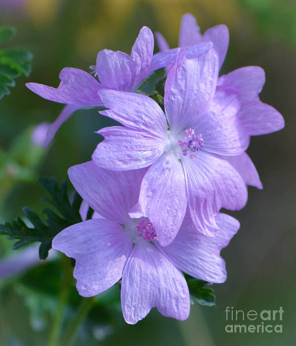 Mallow Art Print featuring the photograph Mallow Blossoms by Amy Porter