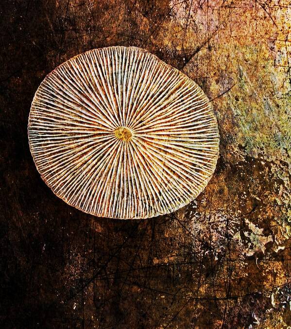 Texture Art Print featuring the digital art Nature Abstract 22 by Maria Huntley