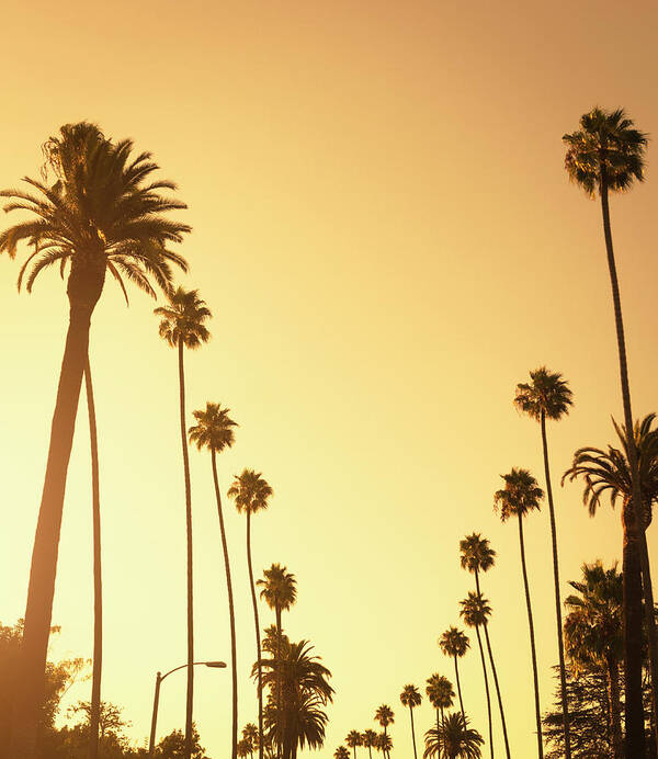 Sunset Strip Art Print featuring the photograph Palm Tree At Sunset On Beverly Hills by Franckreporter