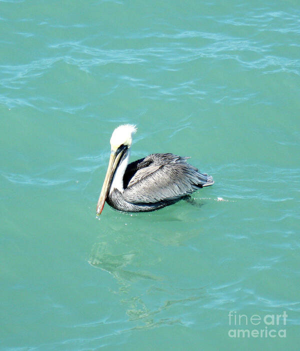 Pelican Art Print featuring the photograph Pelican by Oksana Semenchenko