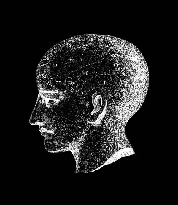 Artwork Art Print featuring the photograph Phrenology Head by Cordelia Molloy/science Photo Library