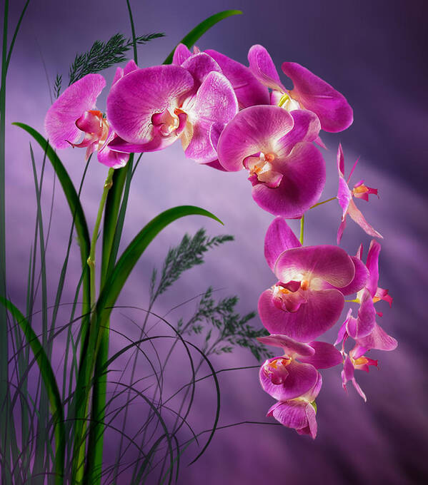 Orchids Art Print featuring the digital art Purple Orchid by Nina Bradica