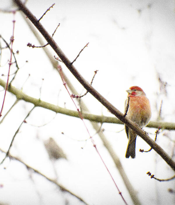 Finch Art Print featuring the photograph Red Finch in Snow by Rebecca Cozart